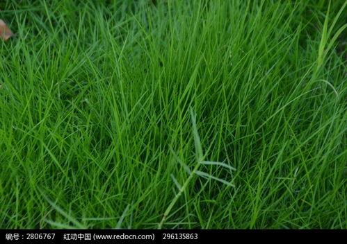 国产高清在线观看青草